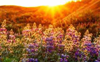 TR现在多少钱一枚？TR实时价格行情走势图